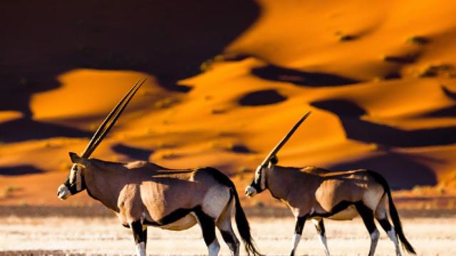 8 Days Sossusvlei, Swakop, Twyfelfontein & Etosha (Camping)