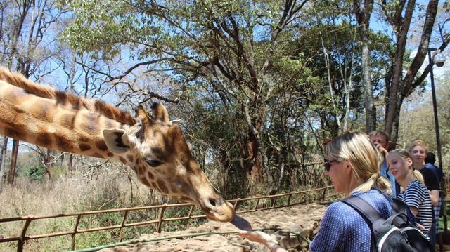 Nairobi National Park City Tour