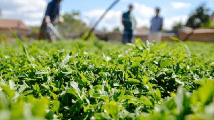 4 Days Antalya Planting Seedlings/Harvest Tour