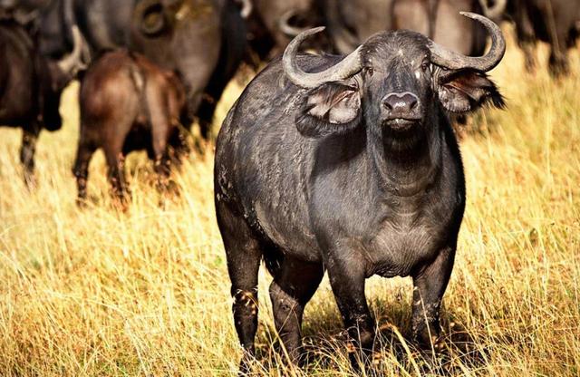 5 Days Bogoria Nakuru Naivasha Mara Joining Safari