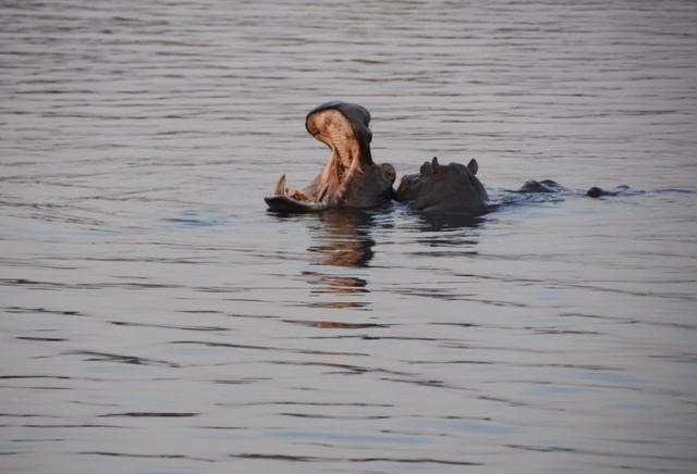 Chobe Full Day Game Drive Experience