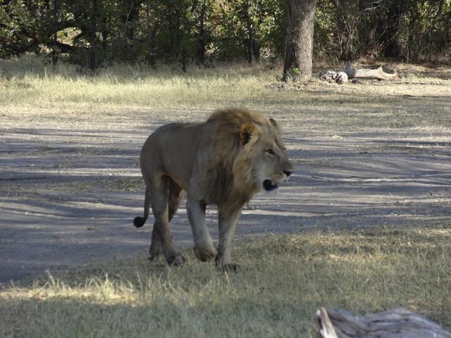 9 DAYS OKAVANGO, MOREMI, KHWAI,SAVUTI & CHOBE