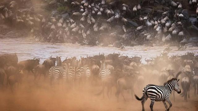 The Ultimate Migration Safari