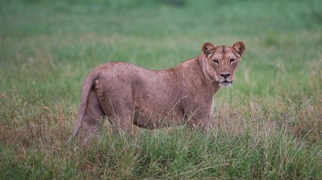 2 Days Tsavo East Safari