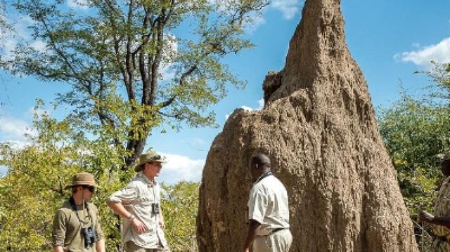 13 Days Safari in Zambia’s Animal Kingdom