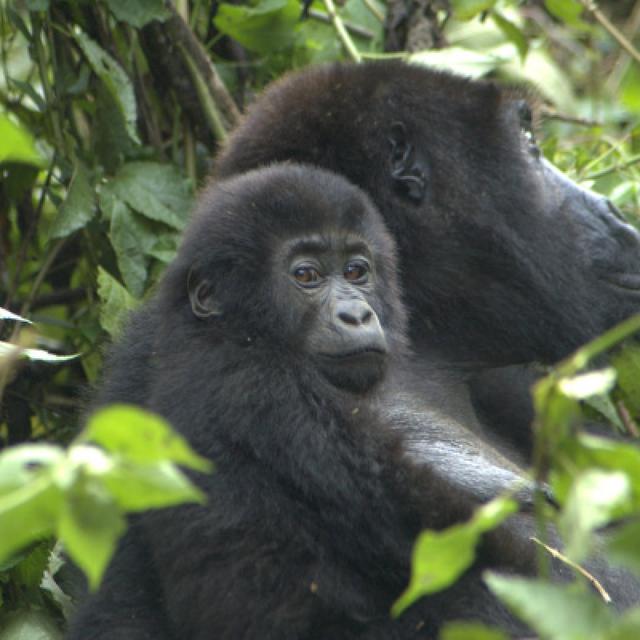 2 DAYS GORILLA TREKKING IN BWINDI FROM KIGALI/RWANDA