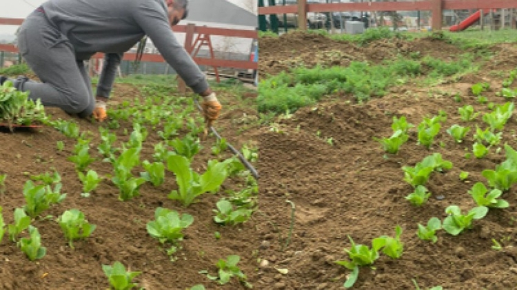 Daily Istanbul Planting Seedlings/Harvest Tour