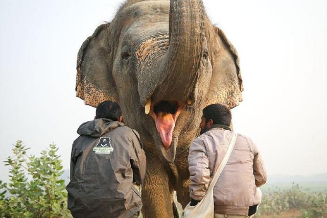 Taj Mahal Sunrise Tour w/ Elephant Conservation Centre