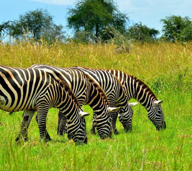 12-Day Budget Trip: Gorillas, Chimps Trekking and Wildlife Safaris