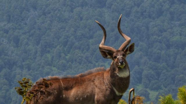 3 Days Bale Mountains Wildlife Safari