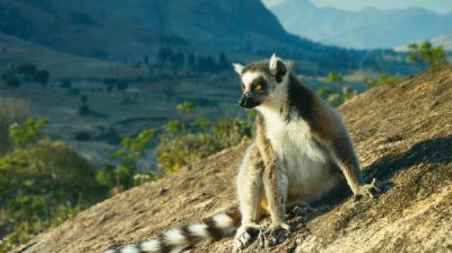 Madagascar Discovery 10Days/09Nights