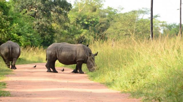 16 Days Wild Uganda Safari