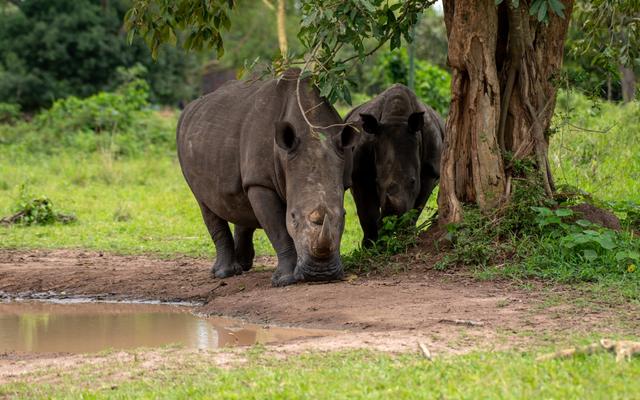 3-Day Murchison Falls Tour