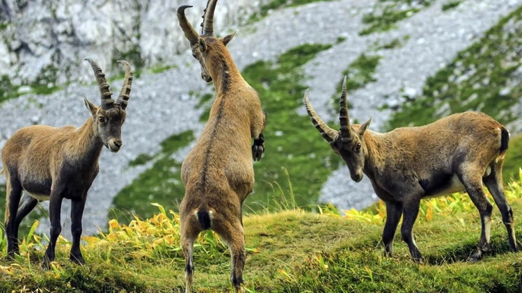 4 Days Hunting Bezoar Ibex Package Antalya