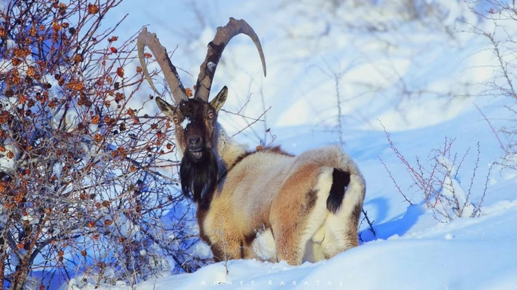 5 Days Hunting Bezoar Ibex Package Kayseri Aladaglar Tour