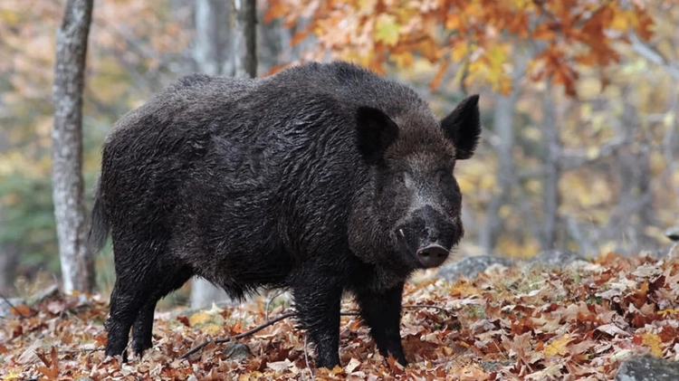 6 Days Hunting Wild Boar Package Antalya